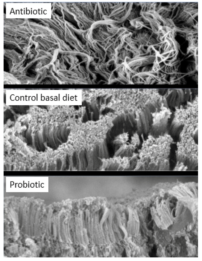 kosfa-36-5-567-f006