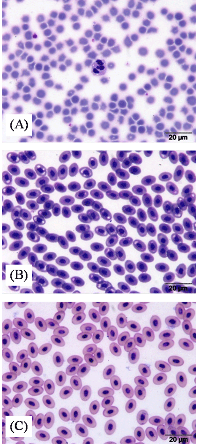 kosfa-37-2-228-f001