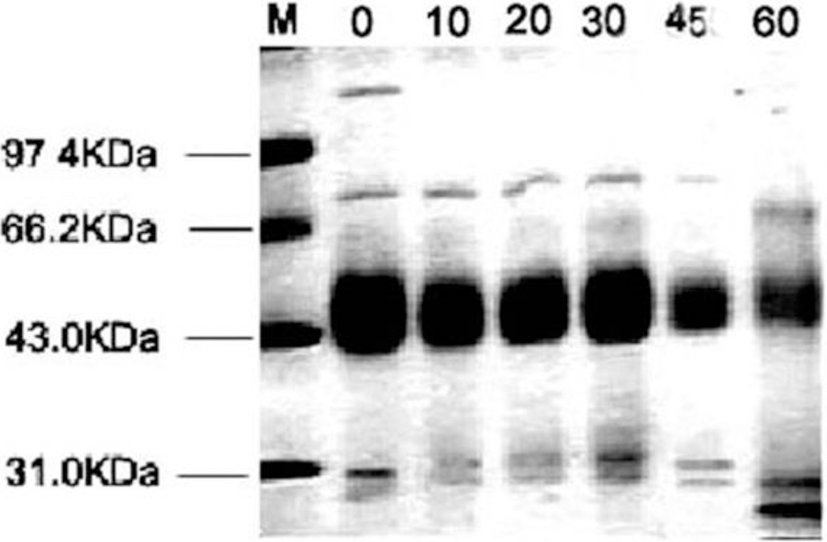 kosfa-38-2-291-g9