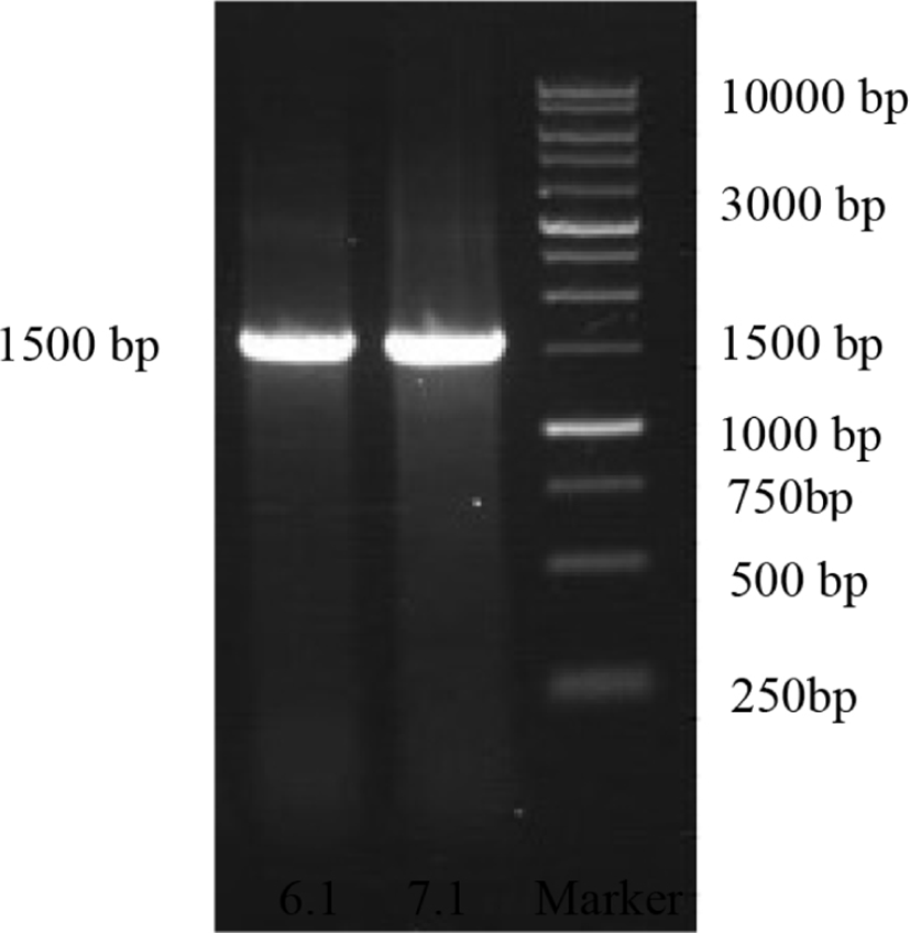 kosfa-40-3-362-g2