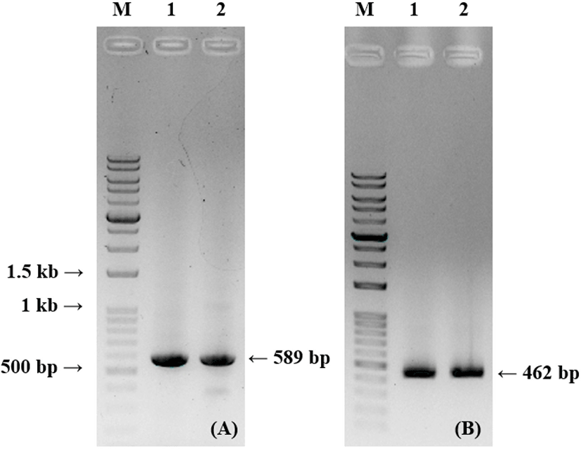 kosfa-43-1-73-g2