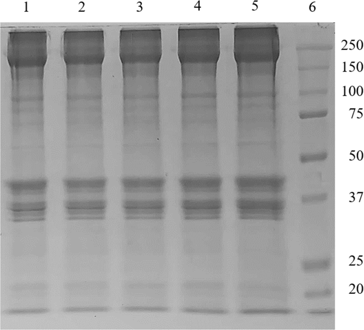 kosfa-43-6-1031-g5